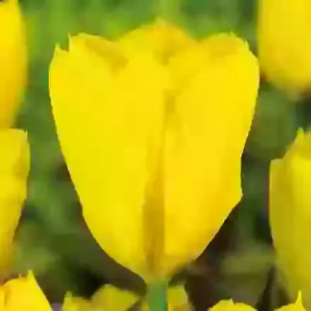Yellow Purissima